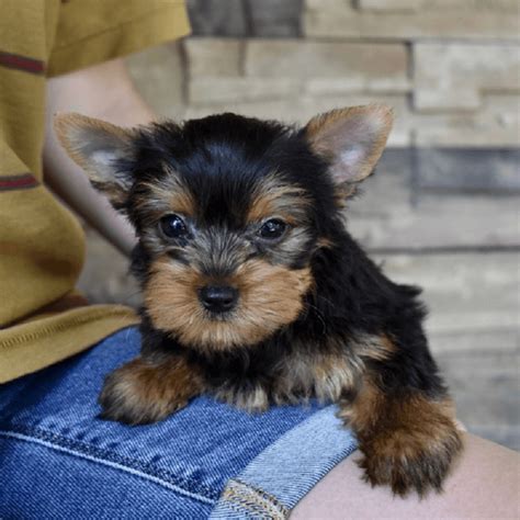 8 weeks old Yorkie puppies 1116 pic. . Puppies for sale on craigslist